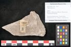 Foto (Objekt + Etikett) von Trigonocarpus sp.  (NHMW-GEO-2024-0188-11152)